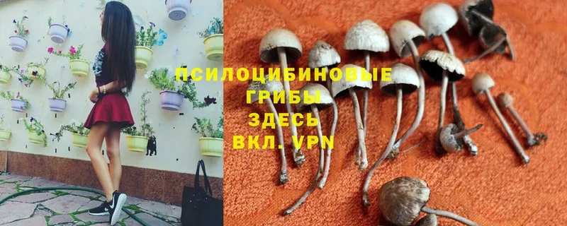 Галлюциногенные грибы MAGIC MUSHROOMS  OMG зеркало  Заринск 