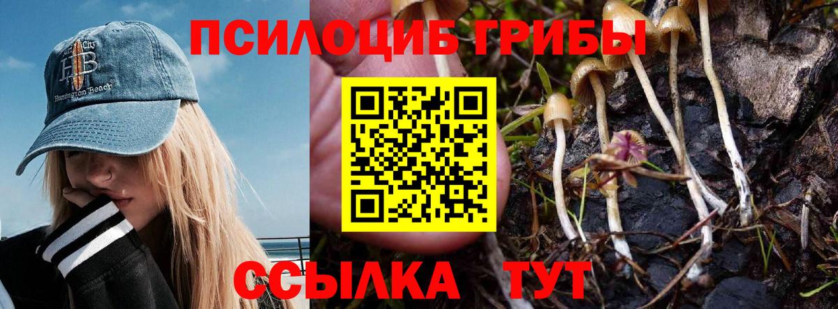 как найти закладки  Псилоцибиновые грибы Psilocybe  Вход с VPN  Галлюциногенные грибы прущие грибы  Заринск 